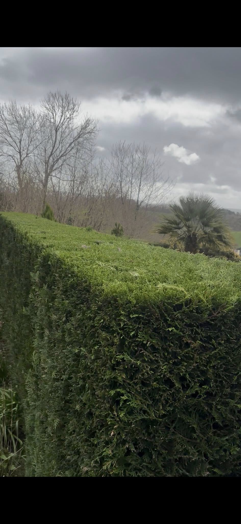 Hedge & Tree Cutting