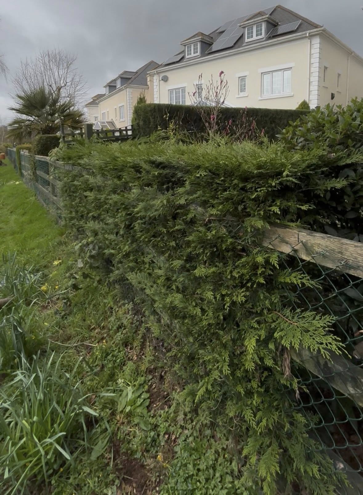 Before — hedge cutting